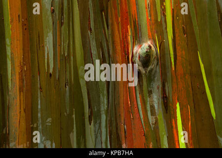 Bunte Eucalyptus Rinde des Regenbogens Eukalyptus (Eucalyptus deglupta) entlang der hawaiischen Küste. Hawaii, USA Stockfoto