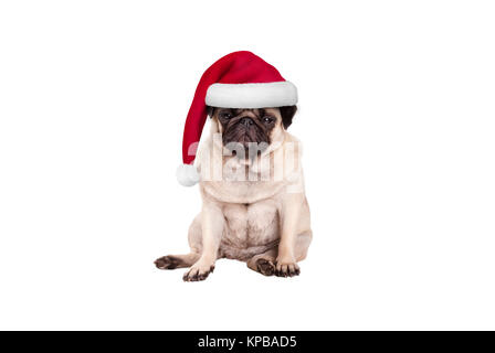 Süße Mops Welpen Hund mit Weihnachtsmütze für Weihnachten, hinsetzen, Suche mürrisch, auf weißem Hintergrund Stockfoto