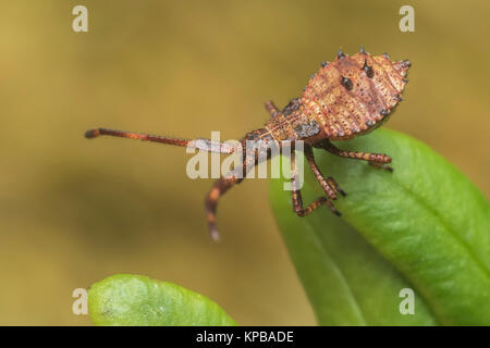 Dock Bug Nymphe (Coreus Marginatus) auf einem Farn im Wald thront. Cahir, Tipperary, Irland. Stockfoto