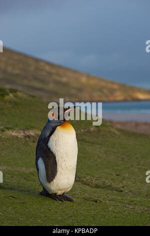 Königspinguin (Aptenodytes patagonicus) stehen auf Gras bedeckte Hügel auf Saunders Island im Falkland Inseln. Stockfoto