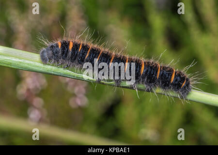 Fox Moth Caterpillar (Macrothylacia Rubi) auf pflanzlichen Stammzellen in den Wald. Cahir, Tipperary, Irland. Stockfoto