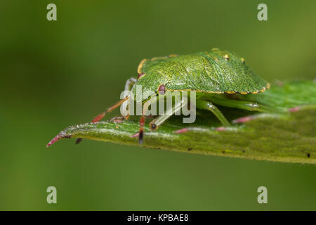 Gemeinsame Green Shieldbug Nymphe (Palomena prasina) ruht auf dem Rand eines Blattes in den Wald. Cabragh Feuchtgebiete, Thurles, Tipperary, Irland. Stockfoto