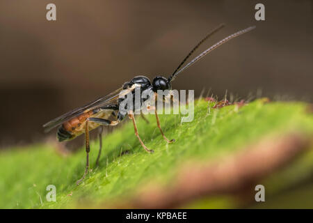 Ichneumonid Wasp am Dornbusch Blatt im Wald. Cahir, Tipperary, Irland. Stockfoto