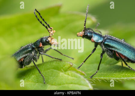 Gemeinsame Malachit Käfer, männlich und weiblich (Malachius bipustulatus) Interaktion auf einem buttercup Blatt. Cahir, Tipperary, Irland. Stockfoto