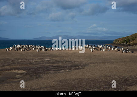 Der Hals auf Saunders Island im Falkland Inseln; zu Hause mehrere Kolonien der Eselspinguine (Pygoscelis papua) und andere Wildtiere. Stockfoto