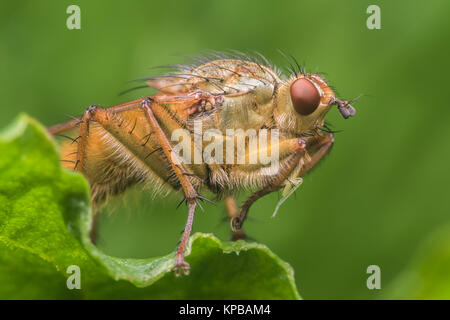 Gelb Mist Fliegen (Scathophaga Stercoraria) auf Blatt mit kleinen Beute zwischen seinen Vorderbeinen gefangen. Cahir, Tipperary, Irland. Stockfoto