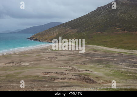 Der Hals auf Saunders Island im Falkland Inseln; zu Hause mehrere Kolonien der Eselspinguine (Pygoscelis papua) und andere Wildtiere. Stockfoto