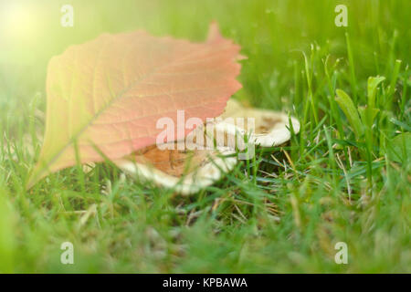Die gelben und roten Aspen Blatt liegt auf einer Familie von weisse Champignons in das grüne Gras. schönen Herbst Morgen Sonne. Stockfoto
