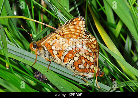 Marsh Fritillary, Schmetterling, "Euphydryas aurinia', knappe, Juni, Paarung, tussocky Grünland, Wiltshire, England, Großbritannien Stockfoto