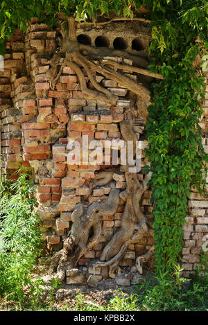 Baumwurzeln wachsen durch das Mauerwerk, dem historischen Teil der Stadt Samara. Juli, 2016 Stockfoto