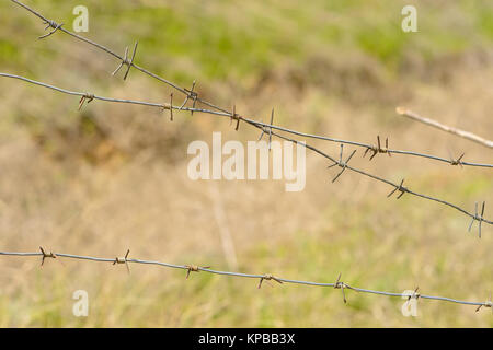 Fragmente von Stacheldraht vor dem hintergrund der grünen Gras. Im Gebiet Wolgograd Wolgograd, Russland vom 29. April 2017 Stockfoto