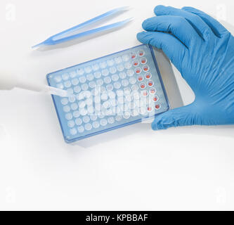 Hände in Handschuhen montieren PCR-Reaktion für DNA-Analysen Stockfoto
