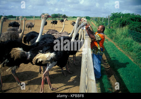 Ostrich Farm, Curacao, Niederländische Antillen Stockfoto