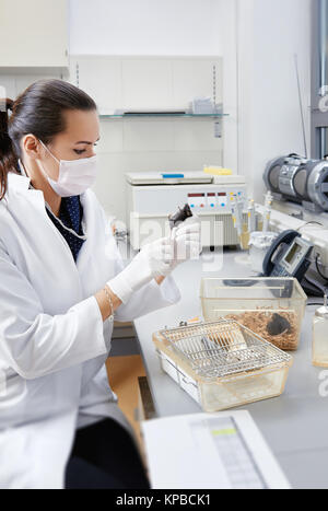 Wissenschaftlerinnen griffe Labor Maus im modernen Labor Stockfoto