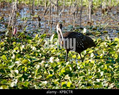 Limpkin (Aramus guarauna) mit applesnail in Rechnung, die Nahrungssuche in Feuchtgebieten, Gainesville, Florida, USA. Stockfoto