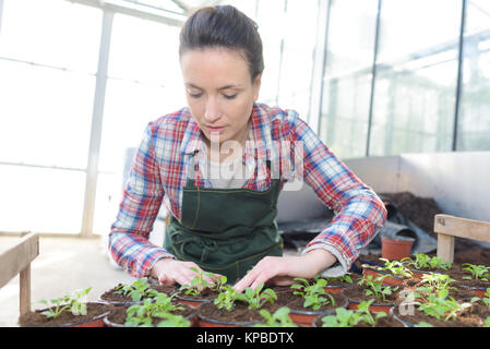 Weibliche Gärtner mit kleinen Anlagen Stockfoto