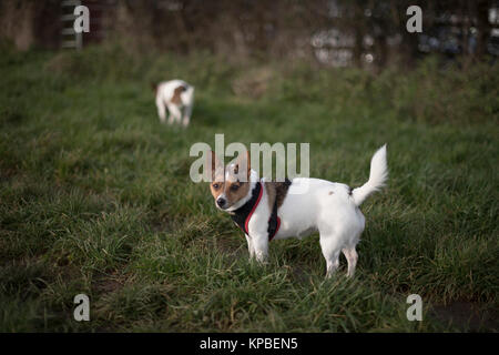 Kleine Jack Russell Terrier die Rasse Hund trägt ein Kabelbaum in einer Wiese mit einem anderen Jack Russell Terrier im Hintergrund Stockfoto