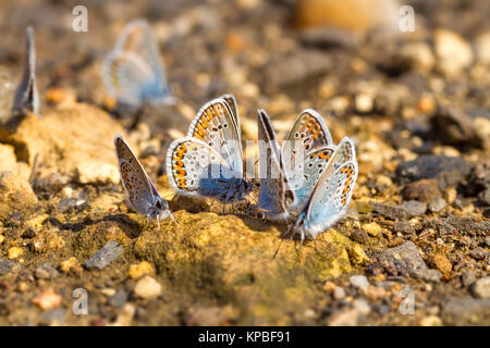 Viele hübsche gossamer - winged Schmetterlinge zusammen ruhen Stockfoto