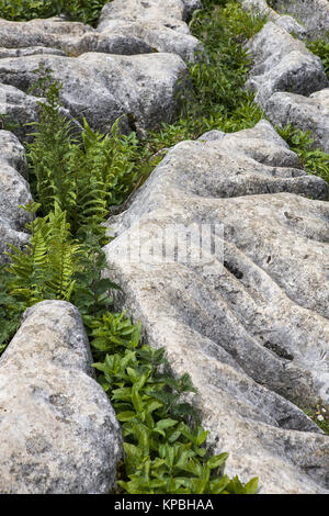 Nahaufnahme der Kalkstein Pflaster auf der Oberseite von Malham Cove, North Yorkshire Stockfoto