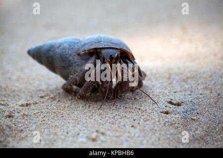 Ein einsiedlerkrebs kriecht in den Sand vom Strand von tropischen Insel Sri Lanka im Indischen Ozean in Asien Stockfoto