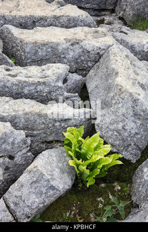 Nahaufnahme der Kalkstein Pflaster auf der Oberseite von Malham Cove, North Yorkshire Stockfoto