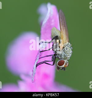 Root - Made fliegen (anthomyiidae) posiert auf red Campion Stockfoto