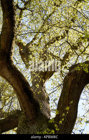 Eiche Stockfoto