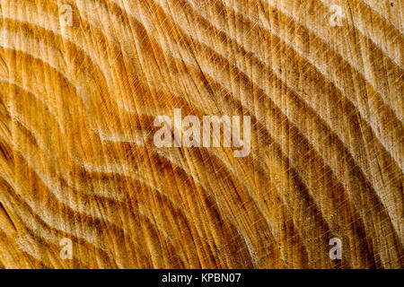 Tree Stump Textur Stockfoto