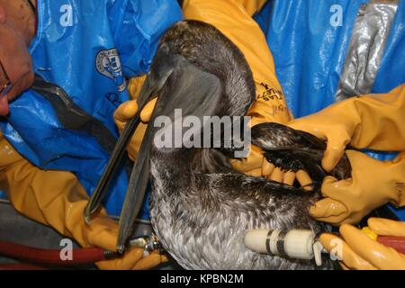 Us-Fisch und Wild Mitarbeiter reinigen Sie eine Braune Pelikan mit Öl aus dem BP Deepwater Horizon oil spill bedeckt am Heck Haven Wildlife Rehabilitation Centre 15. Mai 2010 in Lake Charles, Louisiana. Stockfoto