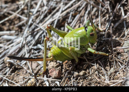 Ein mormone Cricket kriecht durch die Bürste an der Yellowstone National Park Juli 4, 2017 in Wyoming. (Foto von Jacob W. Frank über Planetpix) Stockfoto