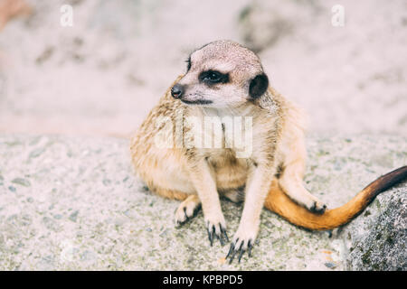 Kleine Erdmännchen oder Erdmännchen, sitzend auf einem Fels Stockfoto