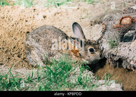 Braun Europäischen Kaninchen in Sand sitzt in einem Loch, das Tier gegraben Stockfoto