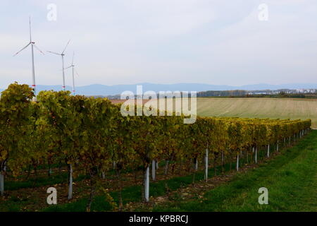 Weinberg in Herxheim bei Landau in der Pfalz Stockfoto