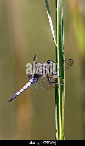 Männliche plattbauch Libellula depressa Stockfoto