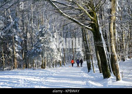 Spaziergang im Winterwald Stockfoto