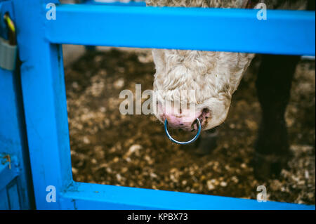 Tribal bull Hersteller mit einem Ring in der Bogen in den Pen auf dem Bauernhof, Landwirtschaft, Viehzucht Stockfoto