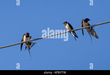 Drei Rauchschwalbe Stockfoto