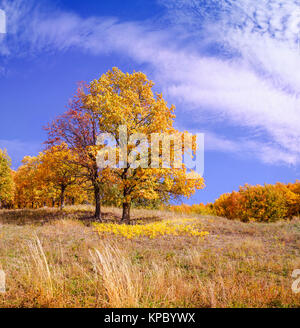 Eiche Baum auf der Wiese, Herbst Stockfoto
