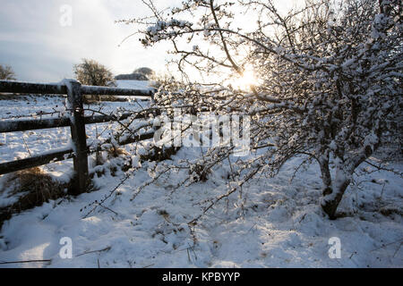 Eine verschneite Landschaft mit kahlen Bäumen auf einem Hügel, in Eis und Schnee bedeckt und Funkeln in den späten Nachmittag Sonne. Stockfoto