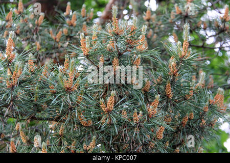 Pine Tree Knospen, Kegel Stockfoto