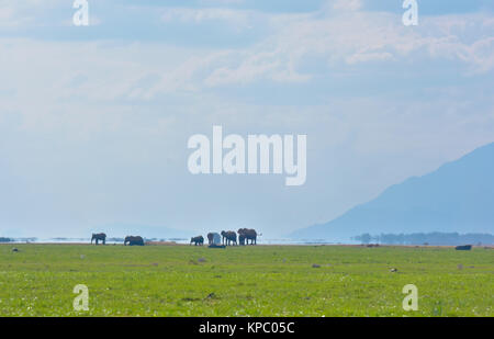 Kenia ist ein hervorragendes Reiseziel in Ostafrika. Berühmt für die freilebenden Tiere und wildwachsenden Pflanzen und ihrer natürlichen Schönheit. Stockfoto