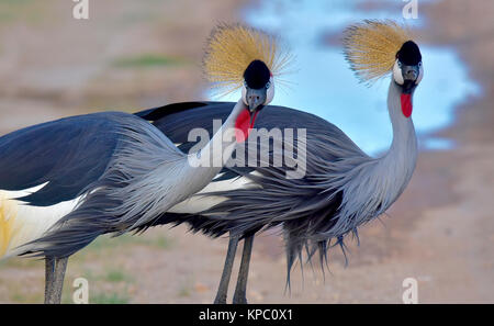 Kenia ist ein hervorragendes Reiseziel in Ostafrika. Berühmt für die freilebenden Tiere und wildwachsenden Pflanzen und ihrer natürlichen Schönheit. Stockfoto