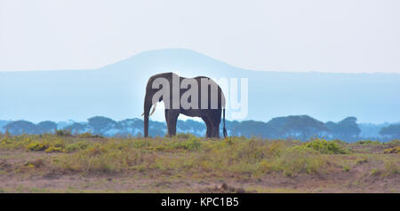 Kenia ist ein hervorragendes Reiseziel in Ostafrika. Berühmt für die freilebenden Tiere und wildwachsenden Pflanzen und ihrer natürlichen Schönheit. Elefanten und Blue Mountain in Amboseli Stockfoto