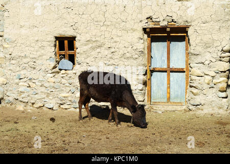 Yak Kalb Beweidung in den Vorgarten eines Hauses in Ghemi, Upper Mustang, Nepal. Stockfoto