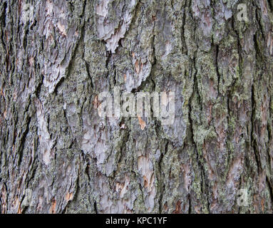 Juniper Rinde Textur Oberfläche Stockfoto