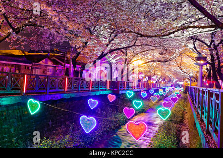 Kirschblüten in der Nacht, Stadt Busan in Südkorea Stockfoto