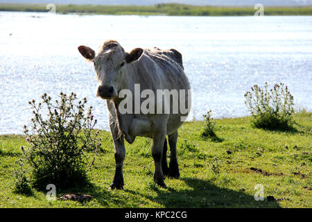 Wilde Kühe und Pferde grasen und fressen Gras auf der Wiese von der Engure See, die blauen Kühe Lettlands, Naturpark - Engures ezers Stockfoto