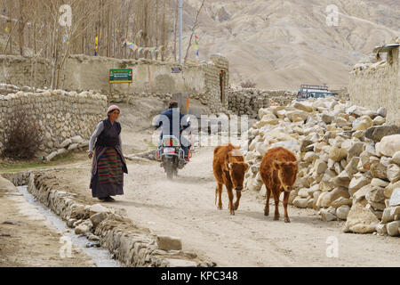 Tibetischen Frau führenden zwei Kühe in die staubigen Straßen von Lo Mantang, Upper Mustang, Nepal. Moderne trifft Tradition. Stockfoto