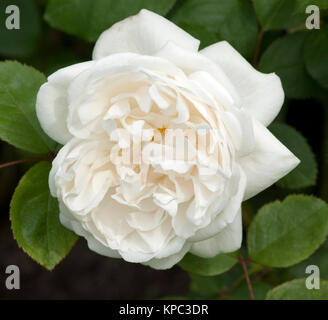 Englische Rose, Winchester Cathedral Stockfoto