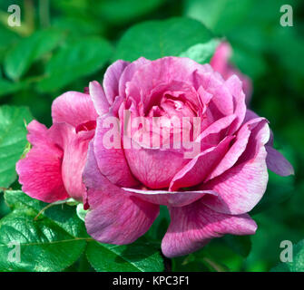 Englische Rose Munstead Wood Stockfoto